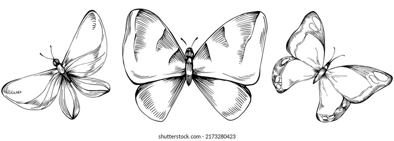 Sketch insects butterfly drawing illustration. Wild nature engraved style illustration. Detailed animals product sketch. The best for design logo, menu, label, icon, stamp.