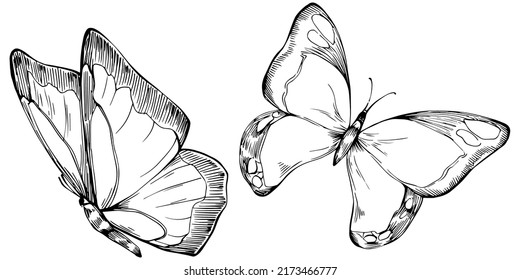 Sketch insects butterfly drawing illustration. Wild nature engraved style illustration. Detailed animals product sketch. The best for design logo, menu, label, icon, stamp.