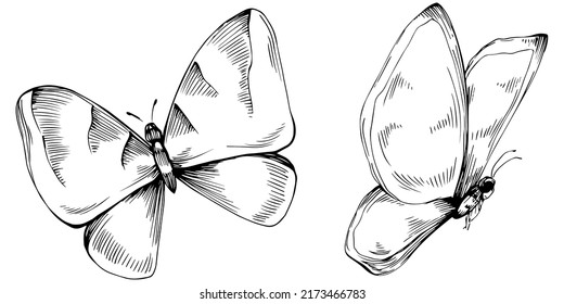 Sketch insects butterfly drawing illustration. Wild nature engraved style illustration. Detailed animals product sketch. The best for design logo, menu, label, icon, stamp.