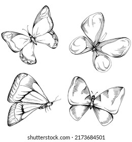 Sketch insects butterfly drawing illustration. Wild nature engraved style illustration. Detailed animals product sketch. The best for design logo, menu, label, icon, stamp.