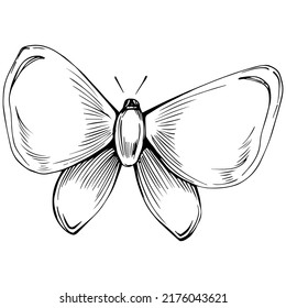 Sketch insects butterfly drawing illustration. Wild nature engraved style illustration. Detailed animals product sketch. The best for design logo, menu, label, icon, stamp.