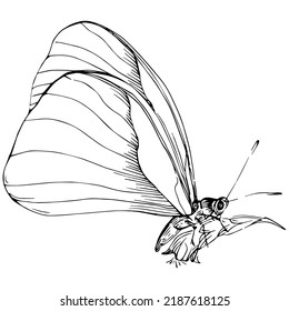 Sketch insects butterfly drawing illustration. Wild nature engraved style illustration. Detailed animals product sketch. The best for design logo, menu, label, icon, stamp.