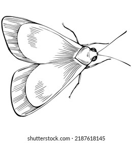 Sketch insects butterfly drawing illustration. Wild nature engraved style illustration. Detailed animals product sketch. The best for design logo, menu, label, icon, stamp.
