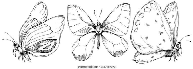 Sketch insects butterfly drawing illustration. Wild nature engraved style illustration. Detailed animals product sketch. The best for design logo, menu, label, icon, stamp.
