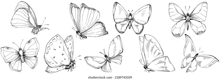 Sketch insects butterfly drawing illustration. Wild nature engraved style illustration. Detailed animals product sketch. The best for design logo, menu, label, icon, stamp.