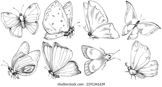 Sketch insects butterfly drawing illustration. Wild nature engraved style illustration. Detailed animals product sketch. The best for design logo, menu, label, icon, stamp.
