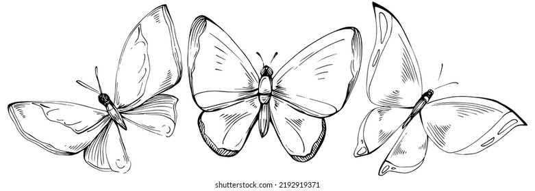 Esbozar insectos mariposa ilustración. Ilustración de estilo grabada por naturaleza salvaje. Esbozo detallado del producto para animales. Lo mejor para el diseño logotipo, menú, etiqueta, icono, sello.