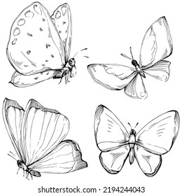 Sketch insects butterfly drawing illustration. Wild nature engraved style illustration. Detailed animals product sketch. The best for design logo, menu, label, icon, stamp.