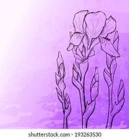 Sketch  iris background, hand drawn flower