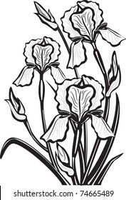 Sketch of iris flowers