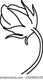 Sketch of Isolated Flower Bud