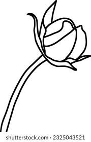 Sketch of Isolated Flower Bud
