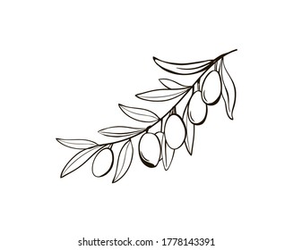 Sketch of isolated olive branches with berries. Black and white drawing of the symbol of Italy. For background, texture, pattern wrappers, frames or frames. Vector line art