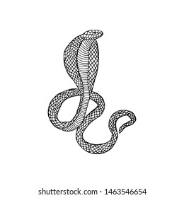 Sketch isolated snake. Hand drawn cobra vector illustration.