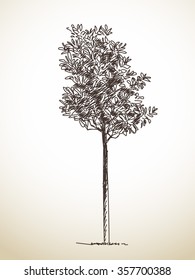 Sketch of isolated tree, Hand drawn illustration