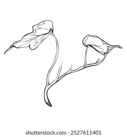 Sketch Ivy branch with leaves. Graphics illustration plant painted by black inks. Linear drawing foliage on isolated. Line art style Vector for greeting cards designs