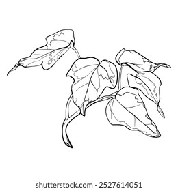 Sketch Ivy branch with leaves. Graphics illustration plant painted by black inks. Linear drawing foliage on isolated. Line art style Vector for greeting cards designs