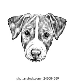 Sketch Jack Russell Terrier Dog. Hand drawn illustration.