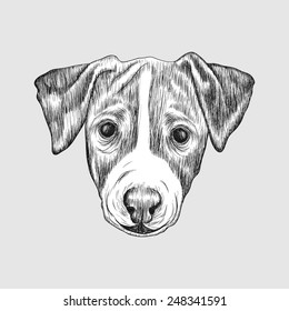 Sketch Jack Russell Terrier Dog. Hand drawn face of dog  illustration.