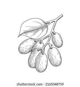 Sketch of Jambolan plum or Javanese plum, scientific name Syzygium cumini, isolated on a white background, exotic fruit as a medicinal herb. Vector illustration.