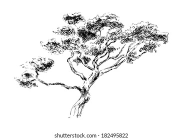 Sketch of japan tree. Vector illustration