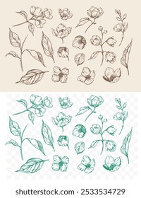 Sketch jasmine flowers and leaves, blossom,  floral set of vector monochrome illustrations, hand drawn, isolated