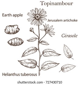 Sketch of a Jerusalem artichoke plant in a vintage style. Design elements for postcards, ads, promotional invitations, rural markets and botanical illustrations. Topinambour plant set.