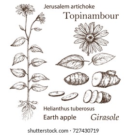 Sketch of a Jerusalem artichoke plant in a vintage style. Design elements for postcards, ads, promotional invitations, rural markets and botanical illustrations. Topinambour plant set.