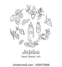 Sketch of jojoba elements. Hand drawn doodle set. Vector illustration. Isolated elements on white background. Symbol collection.
