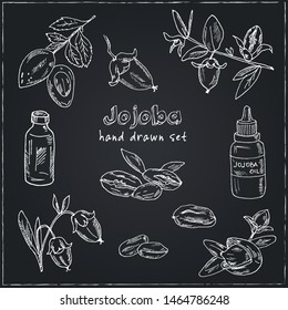 Sketch of jojoba elements. Hand drawn doodle set. Vector illustration. Isolated elements on chalkboard background. Symbol collection.