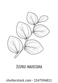 Sketch Of Jujube Or Ziziphus Mauritiana, Also Known As Indian Jujube, Bidara Or Chinese Apple. Vector Illustration.