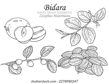 Skizze von Jujube oder Ziziphus mauritiana, auch bekannt als indischer Jujube, Bidara oder chinesischer Apfel handgezeichnet Element. Vektorgrafik, Line Art, Schwarz-Weiß.