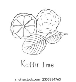 Sketch Kaffir Lime Simple Vektorgrafik