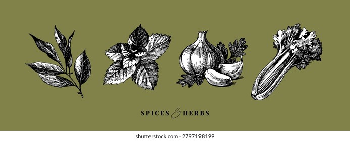 Sketch kitchen herbs and spices. Sticker collage collectio. Hand drawn vintage isolated vector illustrations. 