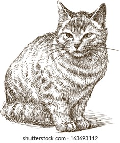 sketch of a kitten