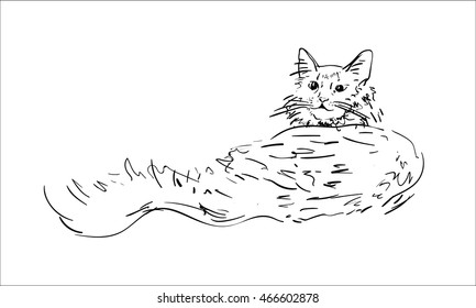 sketch kitten, cat drawing