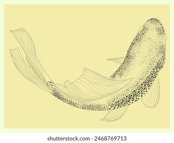 Sketch of koi fish, carp view from above realistic hand-drawn vector graphics, illustration sketch river fish, retro engraving style, isolated on background. Freshwater fish. Fishing.