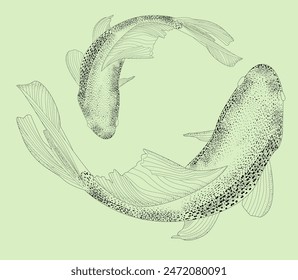 Sketch of koi pare fish, carp view from above realistic hand-drawn vector graphics, illustration sketch river fish, retro engraving style, isolated on background. mom and baby