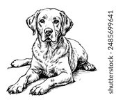 Sketch of a Labrador retriever lying down, front view, on a white background