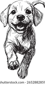 Sketch of a Labrador retriever lying down, front view, on a white background
