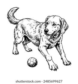 Sketch of a Labrador retriever playing with a ball, side view, on a white background