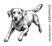 Sketch of a Labrador retriever running, top view, on a white background