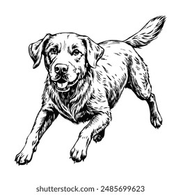 Sketch of a Labrador retriever running, top view, on a white background