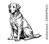 Sketch of a Labrador retriever sitting, side view, on a white background