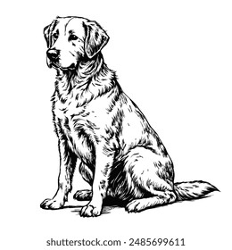 Sketch of a Labrador retriever sitting, side view, on a white background