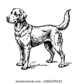 Sketch of a Labrador retriever with a wagging tail, side view, on a white background