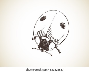 Sketch of ladybug, Hand drawn vector illustration