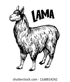 Sketch of lama. Hand drawn illustration converted to vector