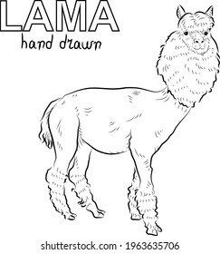 Sketch of lama.  Minimalistic style