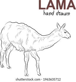Sketch of lama.  Minimalistic style